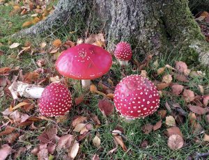 SbN mushrooms - October 24