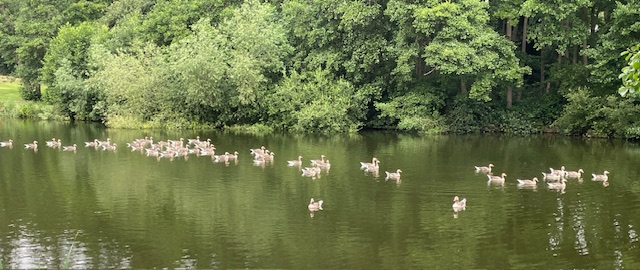 Geese - Gainsborough - June 25
